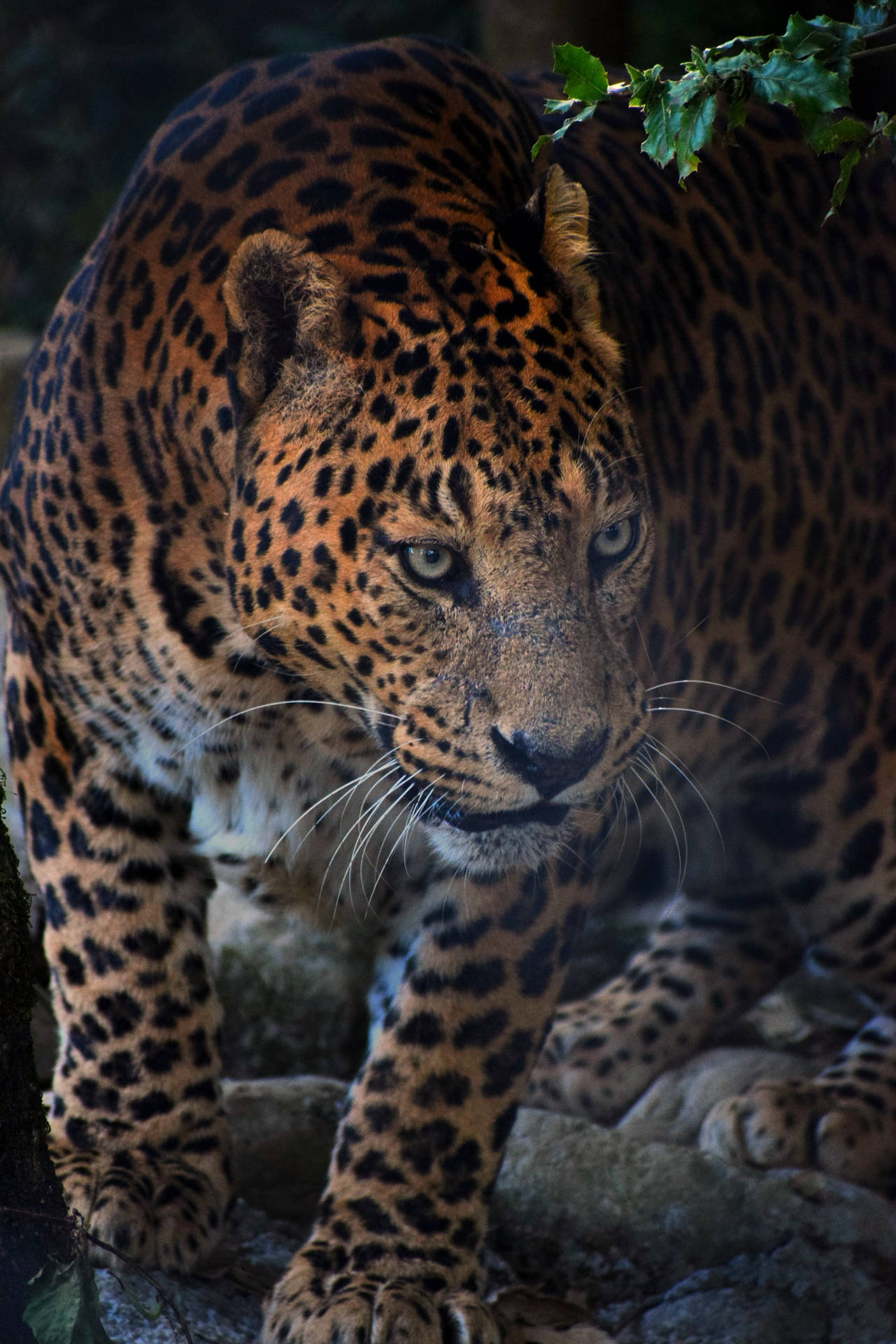 Fierce Leopard Animal Wallpaper