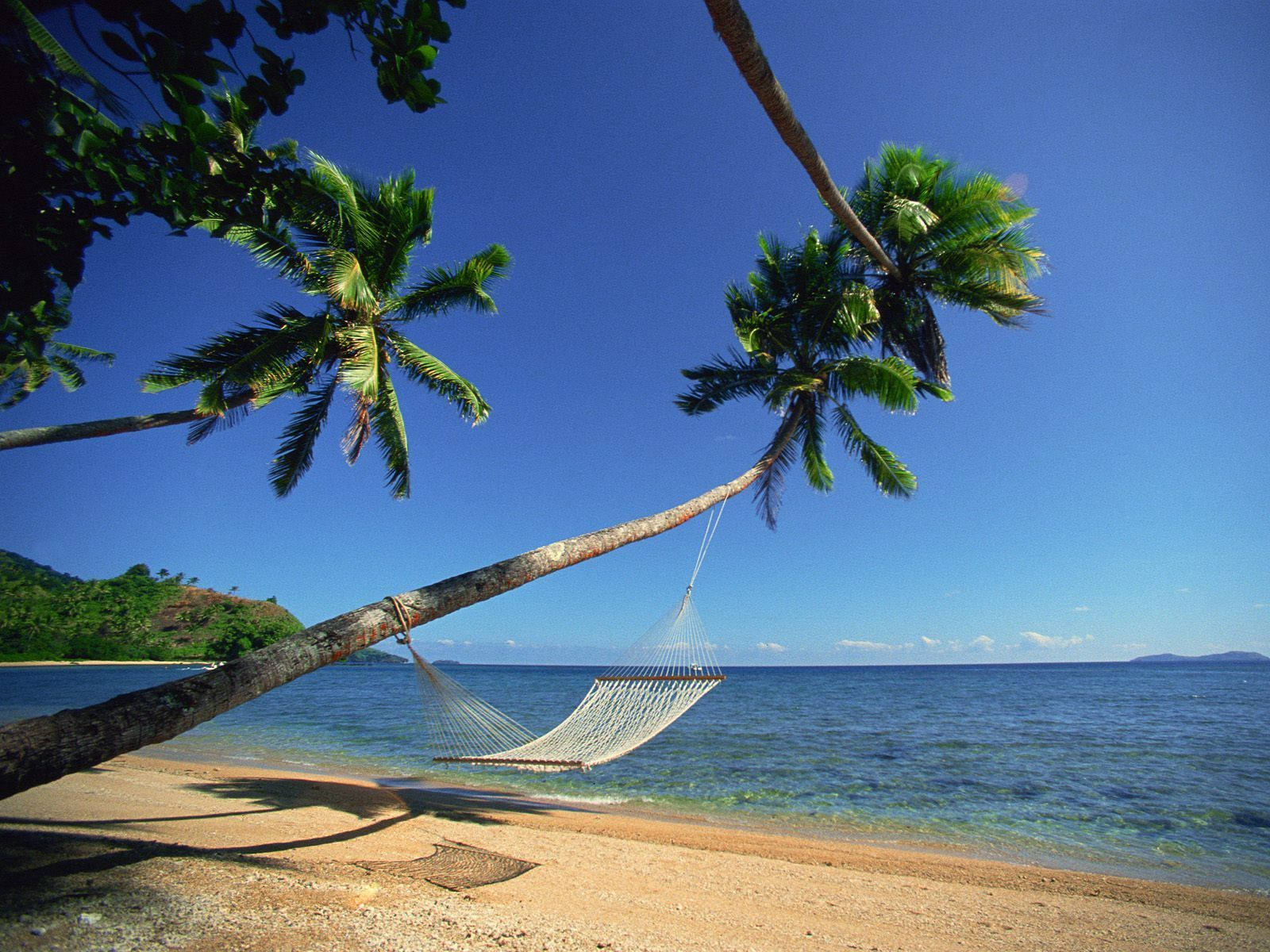 Fiji Hammock On Tree Wallpaper