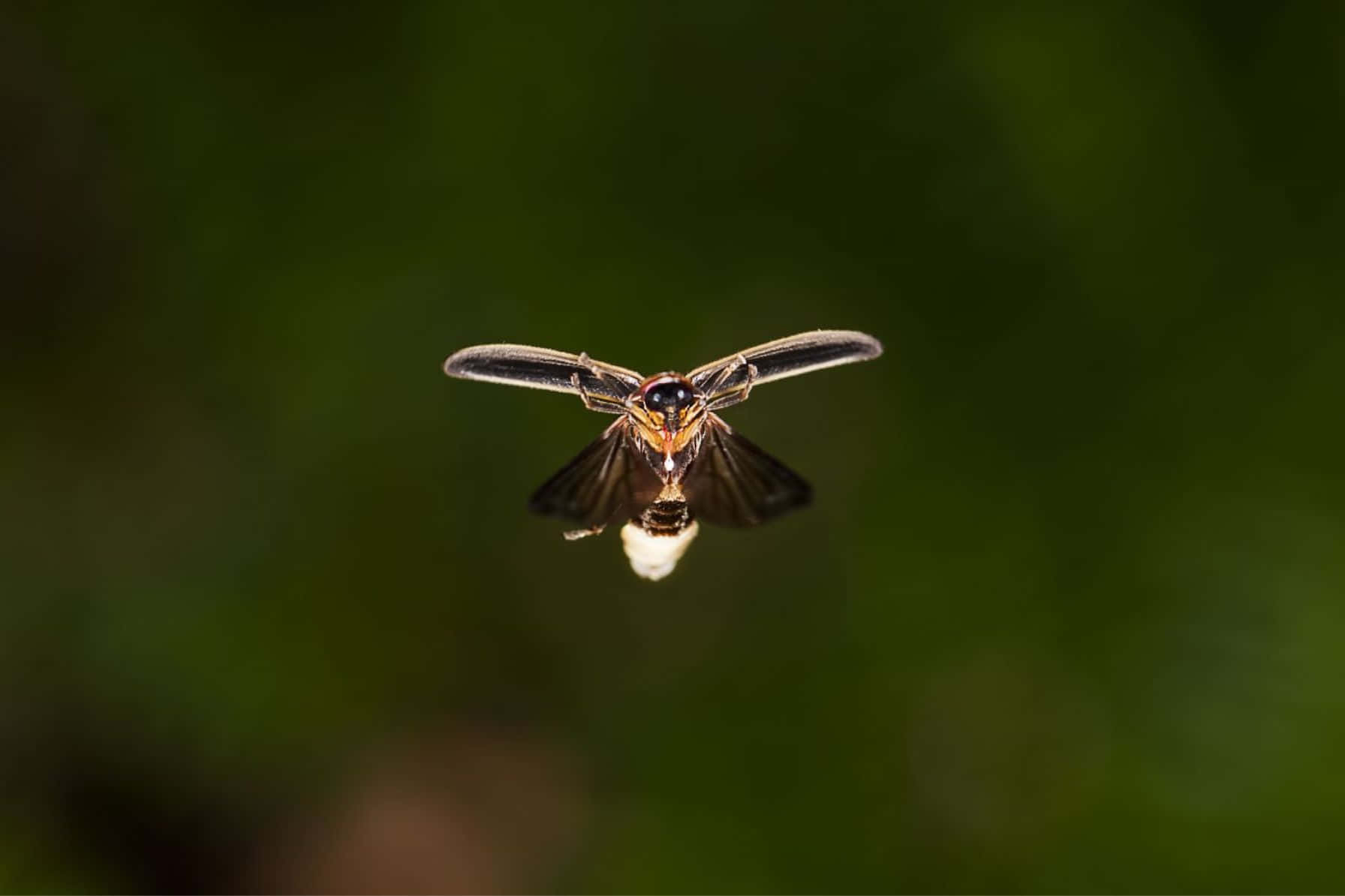 Firefly In Flight Green Background Wallpaper