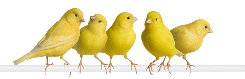 Five Canary Birds Side By Side Wallpaper