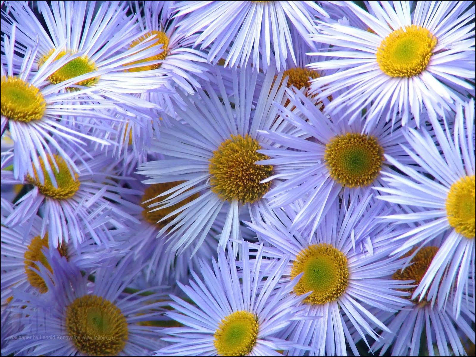 Fleabane Daisy Flowers Pc Wallpaper