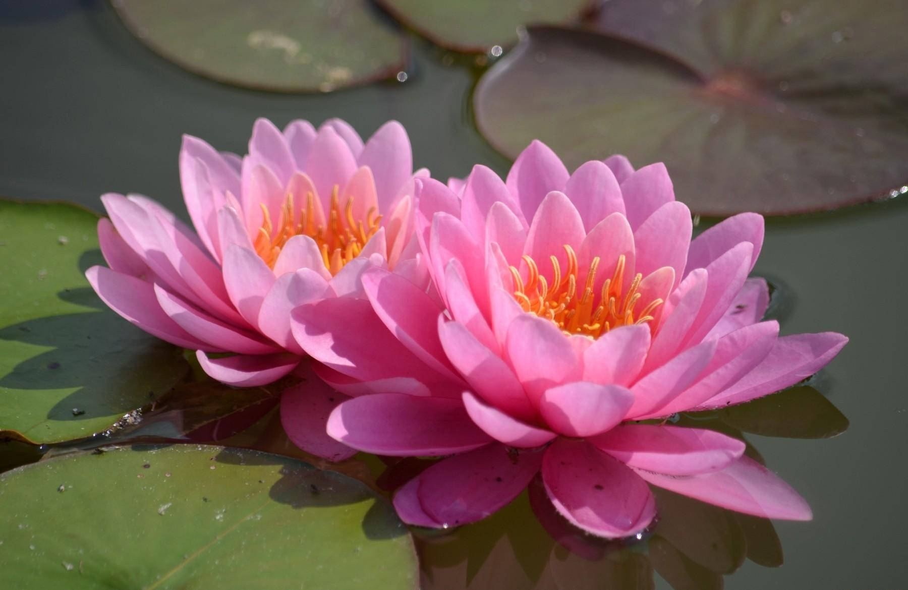 Floating Pink Water Lilies Wallpaper