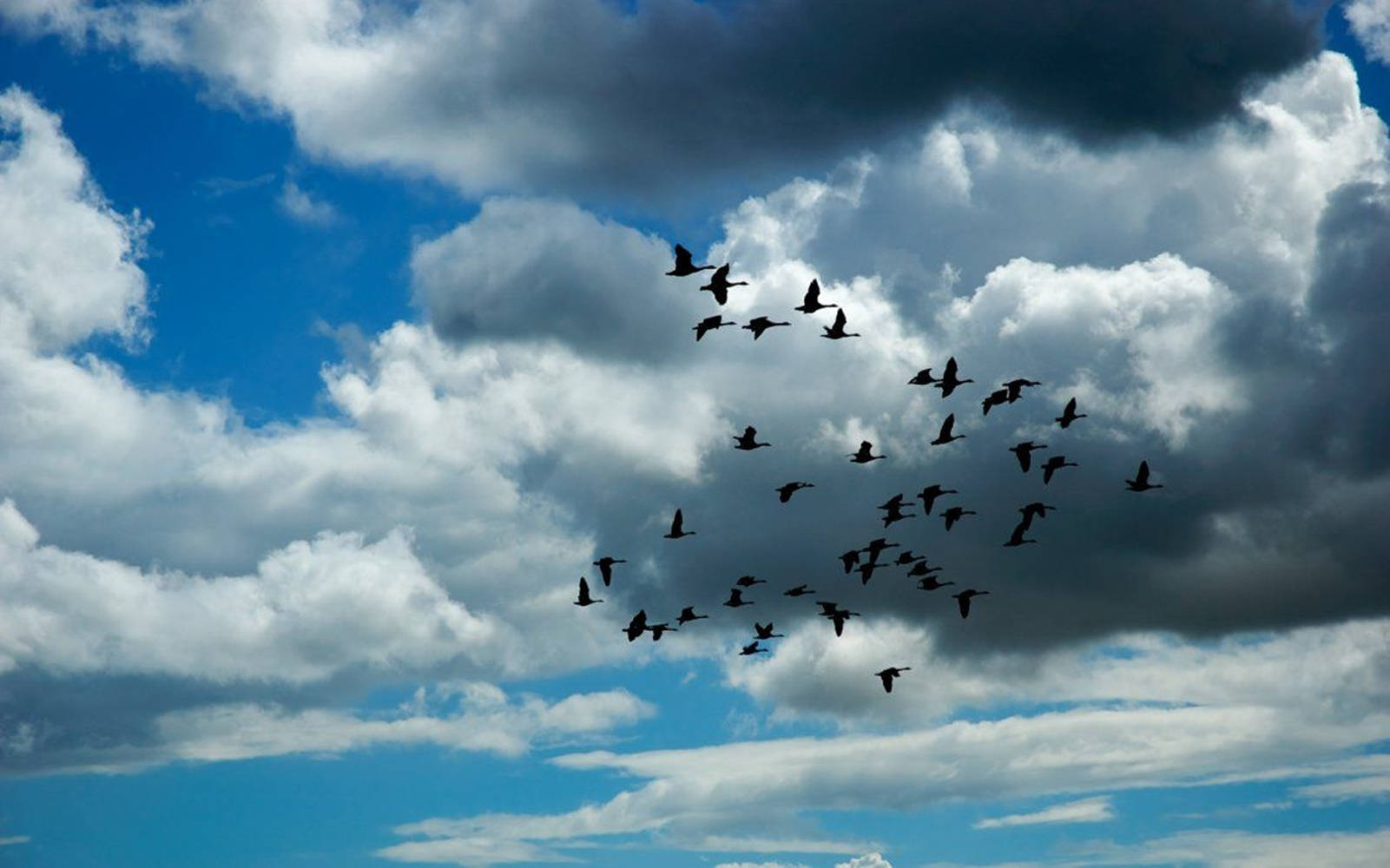 Flock Of Birds Flying Above The Sky Wallpaper