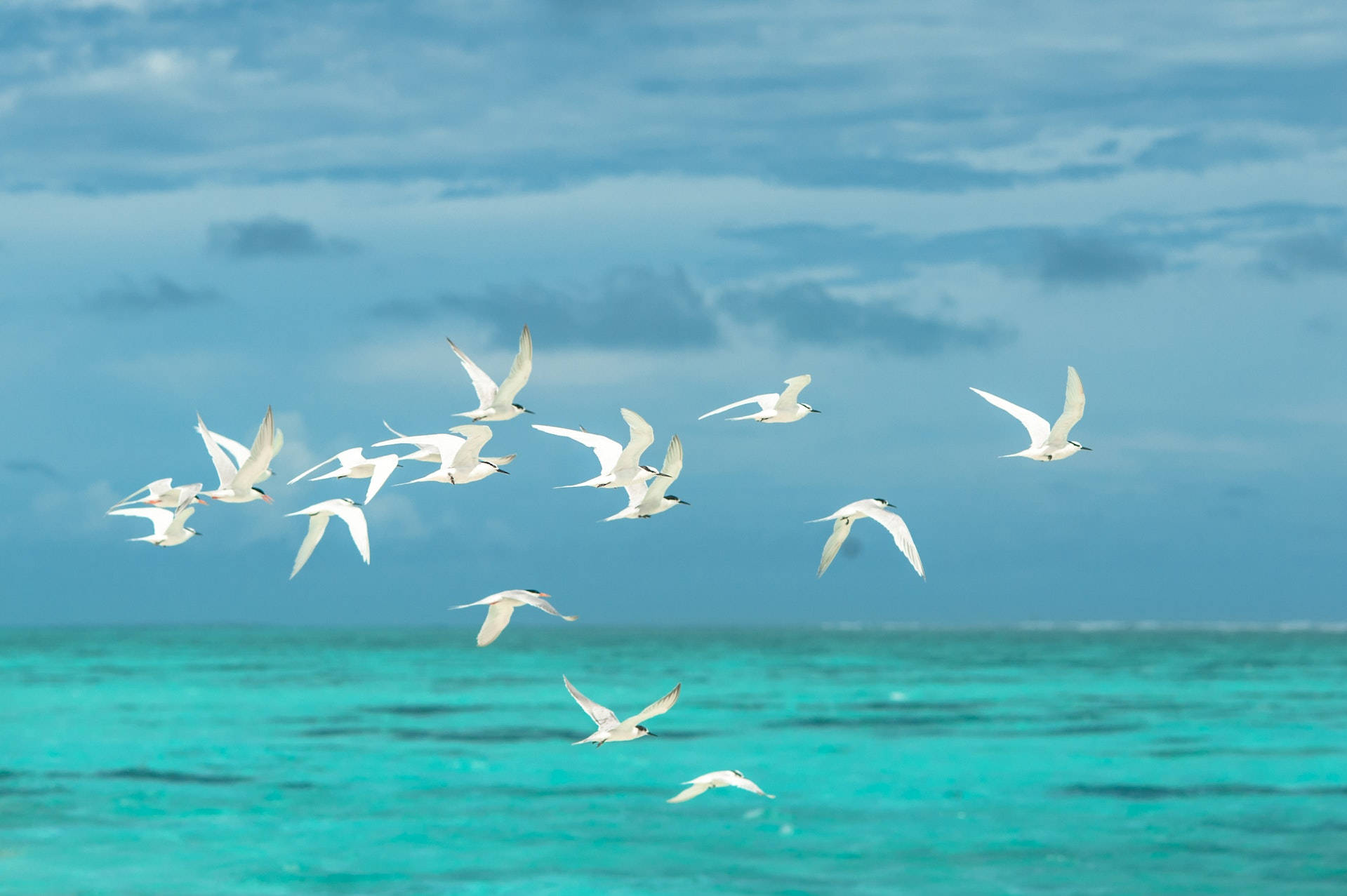 Flock Of Birds Flying Over The Blue-green Ocean Wallpaper