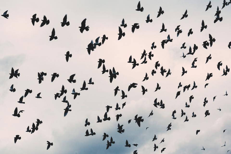 Flock Of Black Birds In Nature Wallpaper