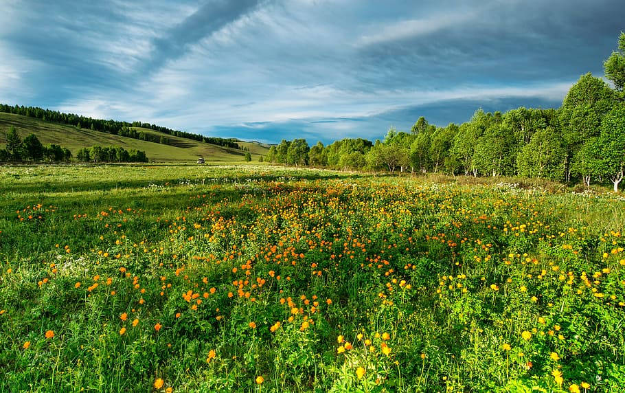 Flower Field Of The Mongolias Wallpaper