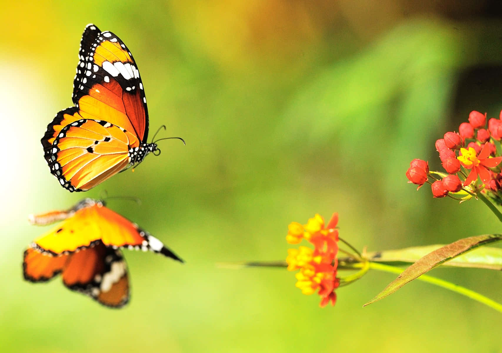 Flowers And Butterflies Water Reflection Wallpaper