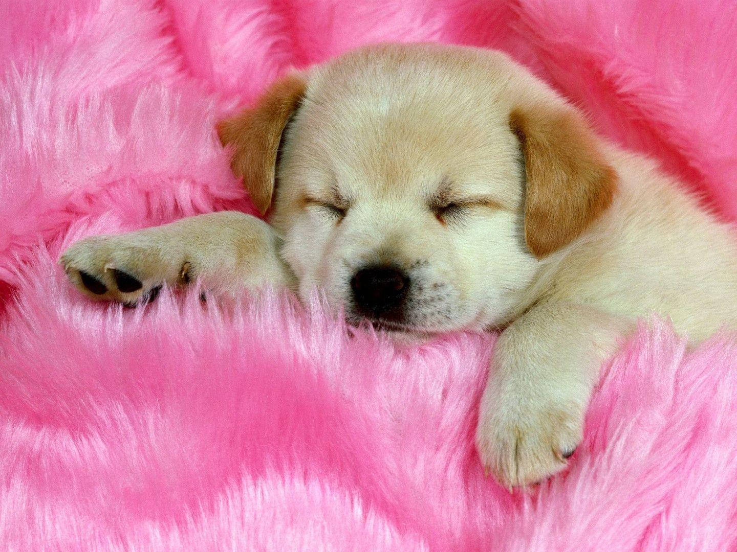 Fluffy Sleeping Cute Puppy Wallpaper