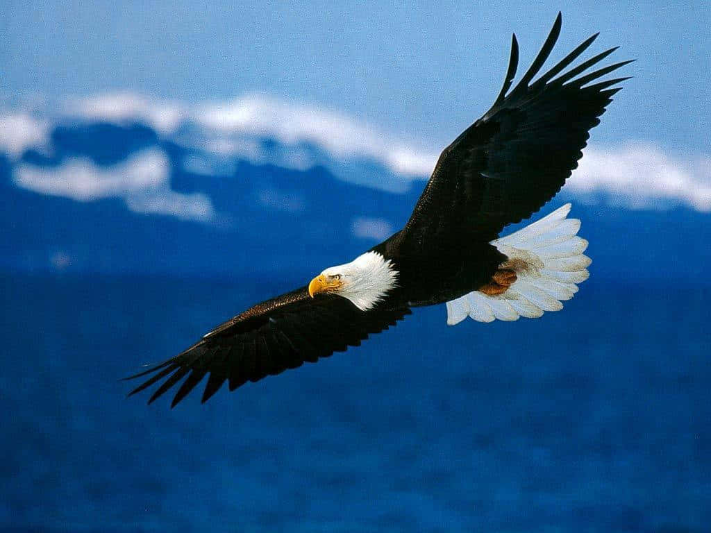 Flying Bald Eagle Specie Wallpaper