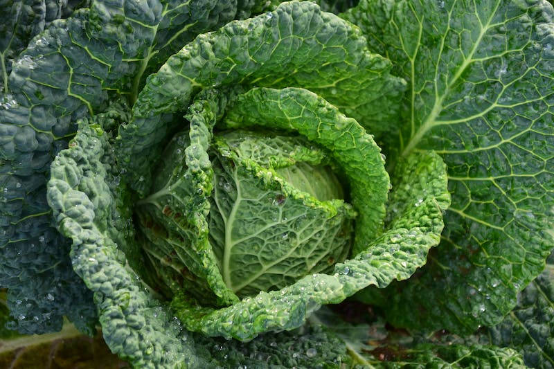 Focus Cabbage Wallpaper