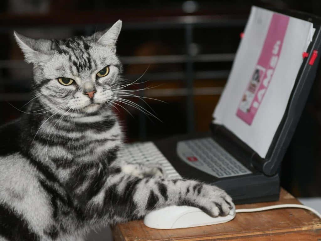 Focused Cat Using Computer.jpg Wallpaper