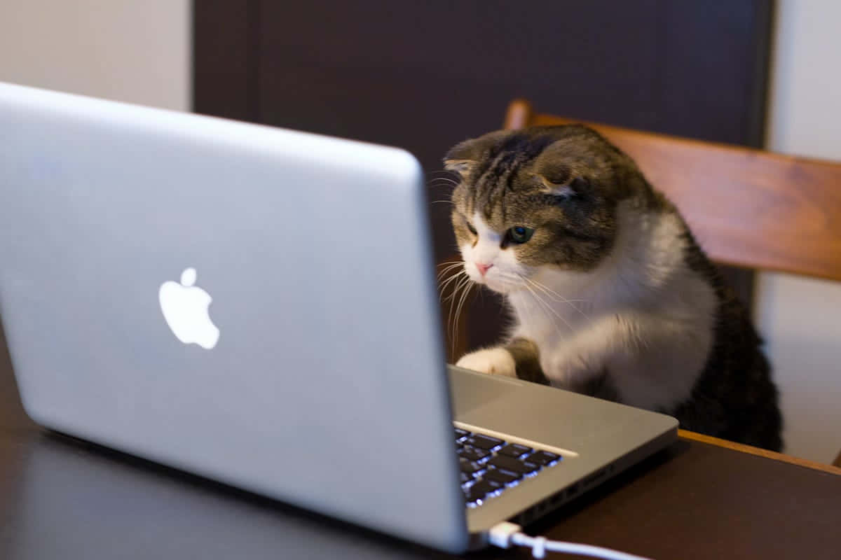 Focused Cat Using Laptop Wallpaper