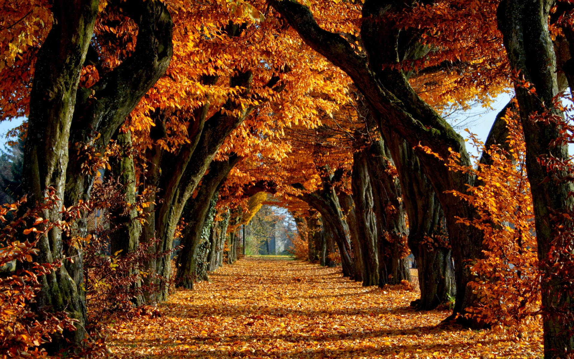 Following The Road To Adventure In Autumn Wallpaper