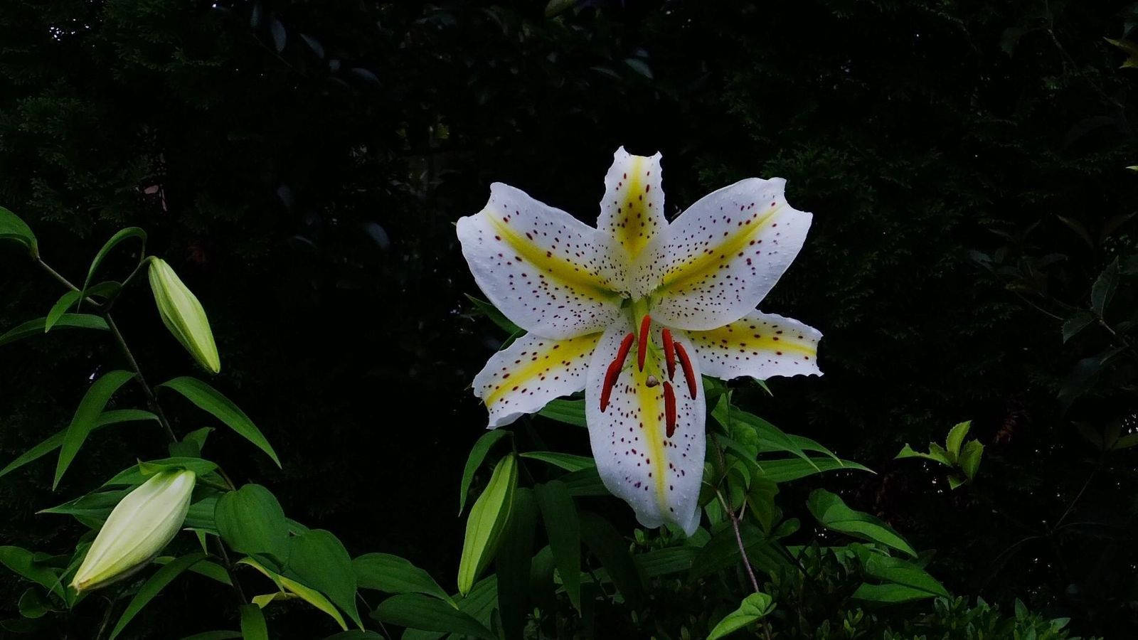 Forest Lily Flower Desktop Wallpaper