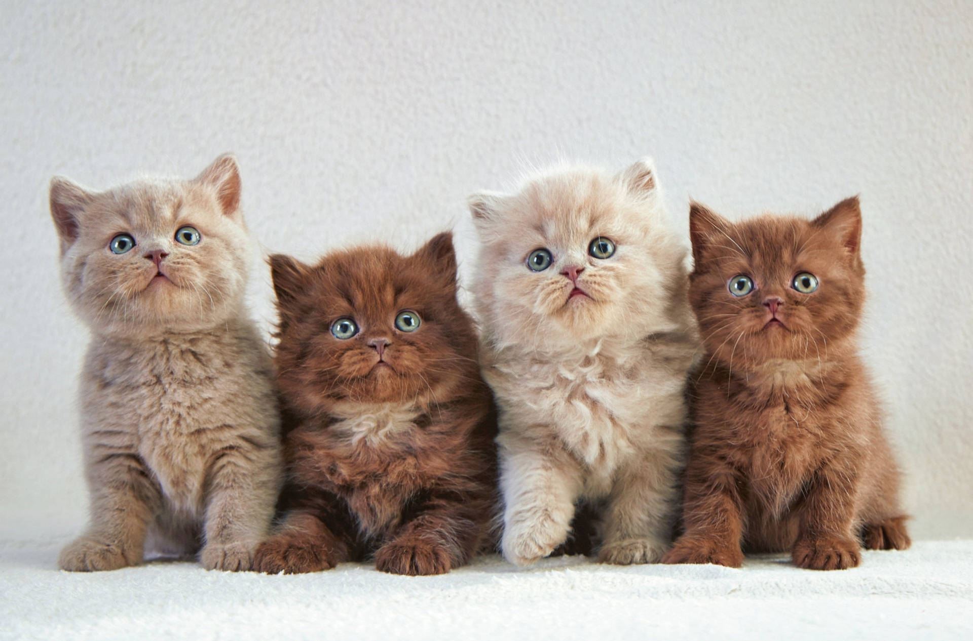 Four Cute Cats Wallpaper