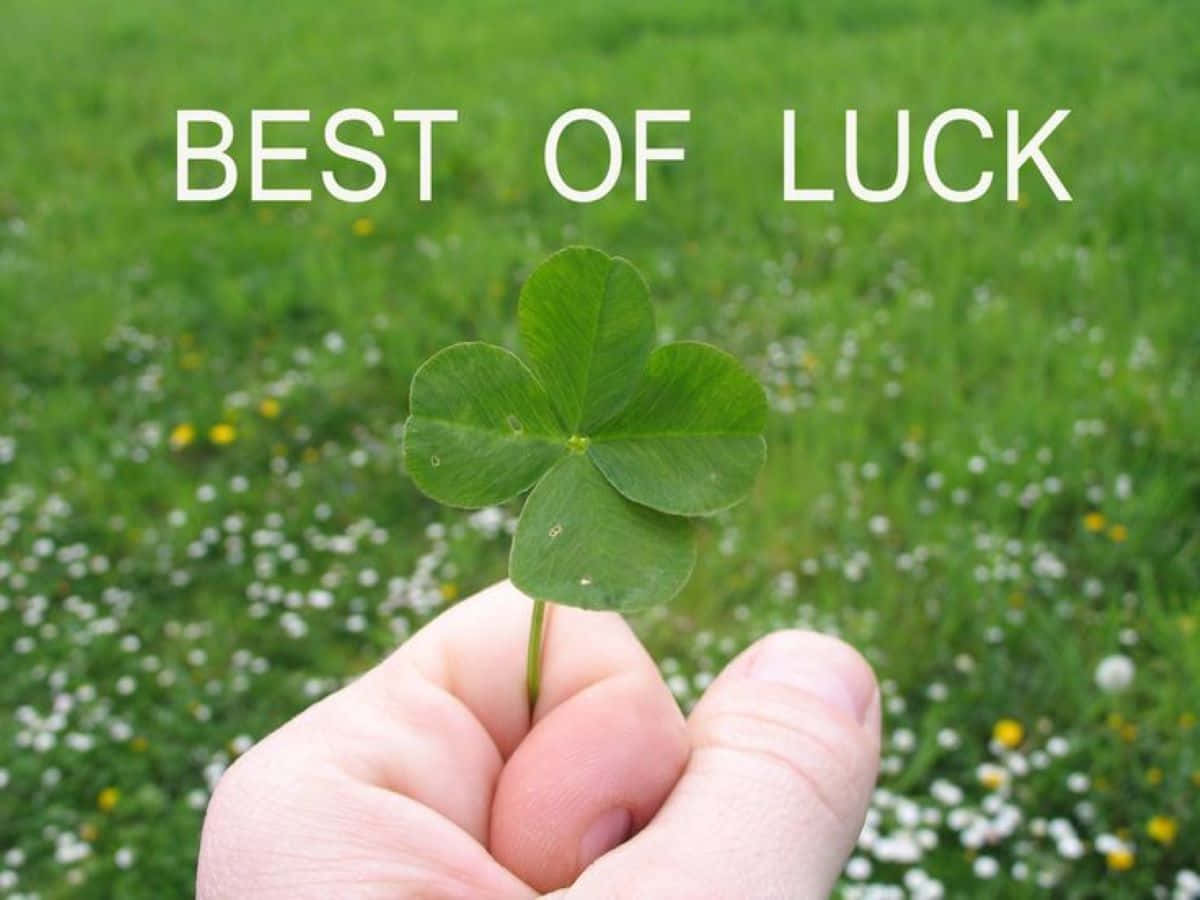 Four Leaf Clover Bestof Luck Wallpaper