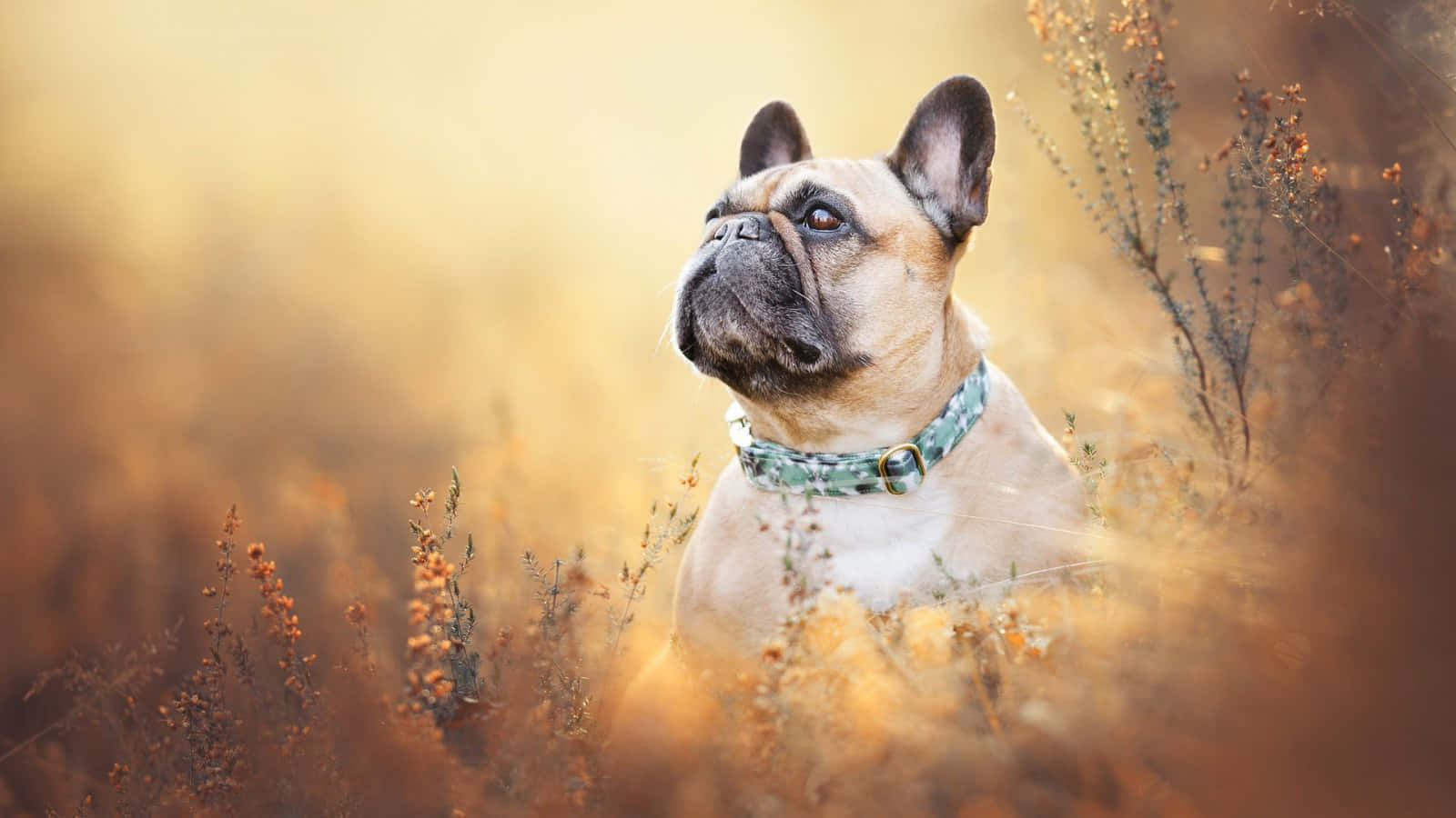 French Bulldog Aesthetic Beige Autumn Wallpaper