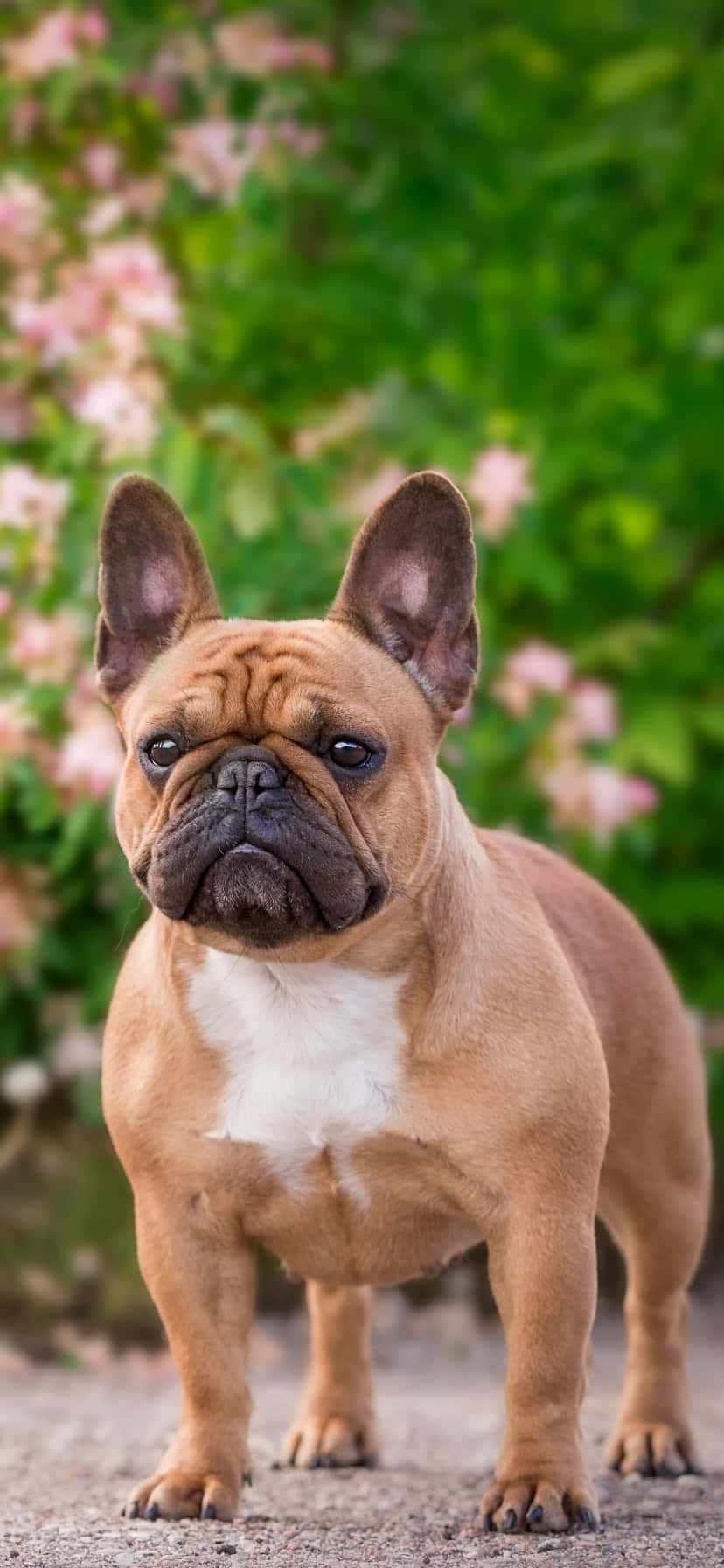 French Bulldog At The Park Wallpaper