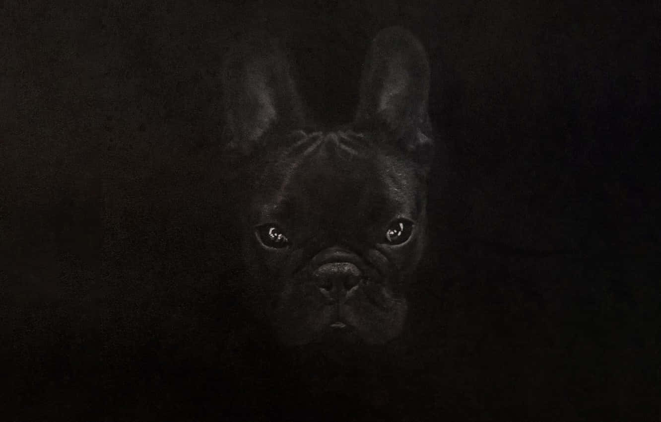 French Bulldog Fierce Look Black Camouflage Wallpaper