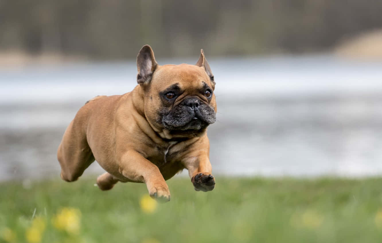 French Bulldog Jump Over Run Wallpaper