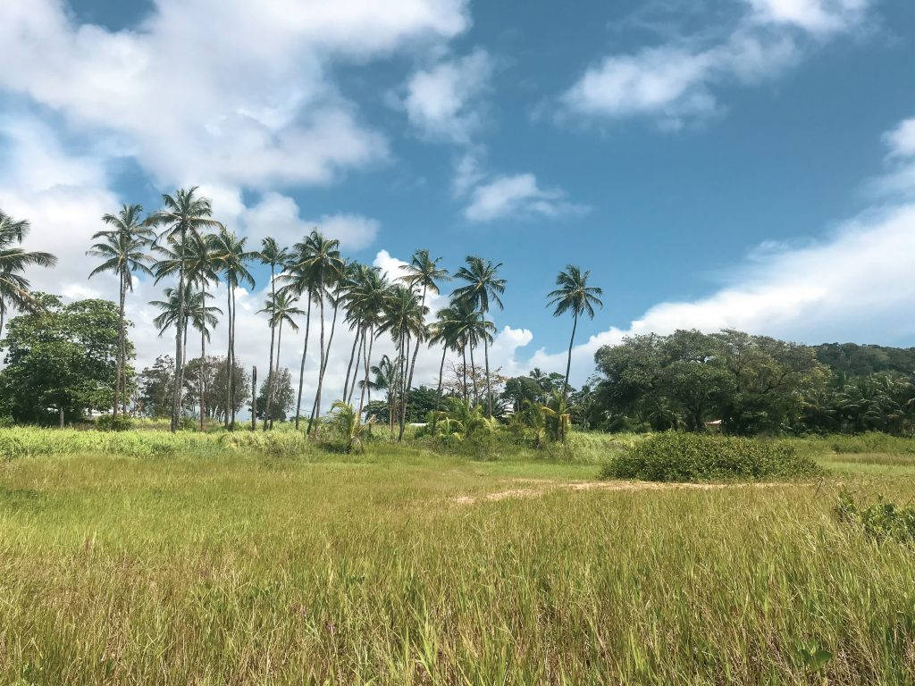 French Guiana Palm Trees Wallpaper