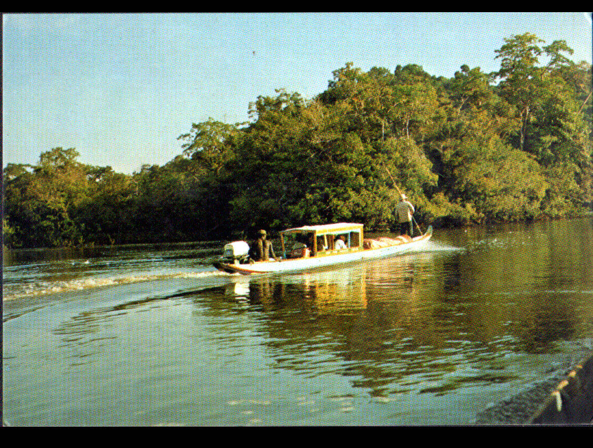 French Guiana River Wallpaper