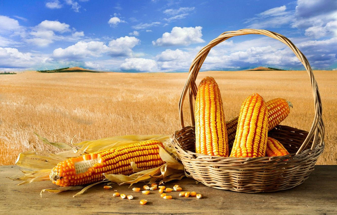 Fresh Basket Of Golden Sweet Corn Wallpaper