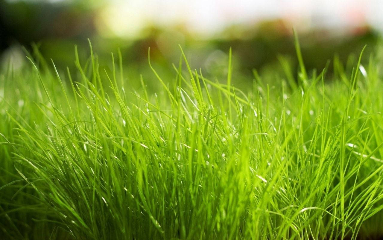 Fresh Green Grass Macro Wallpaper