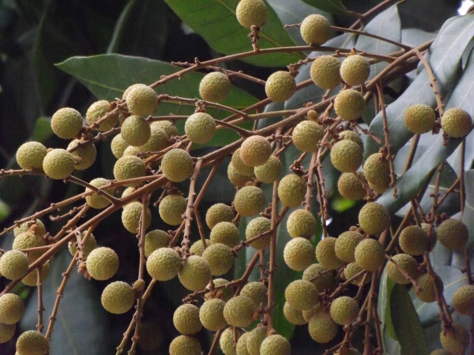 Fresh Longan Fruits Hanging From Branches Without Leaves Wallpaper