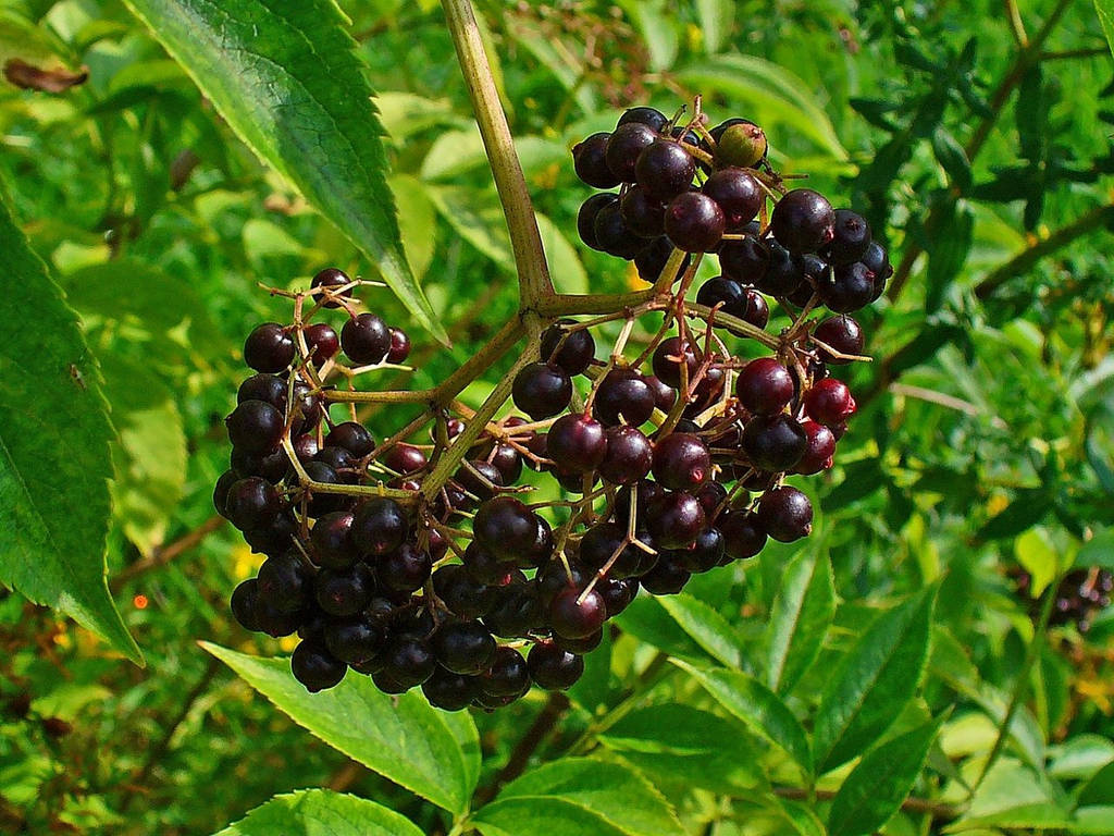 Fresh Purple Elderberry Fruits Hanging From A Tree Wallpaper