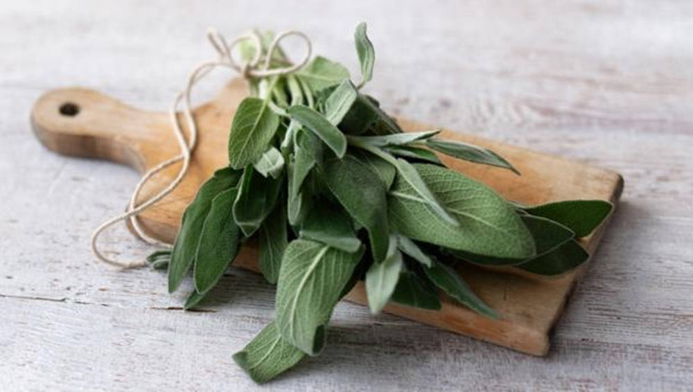 Fresh Sage Plant Wallpaper