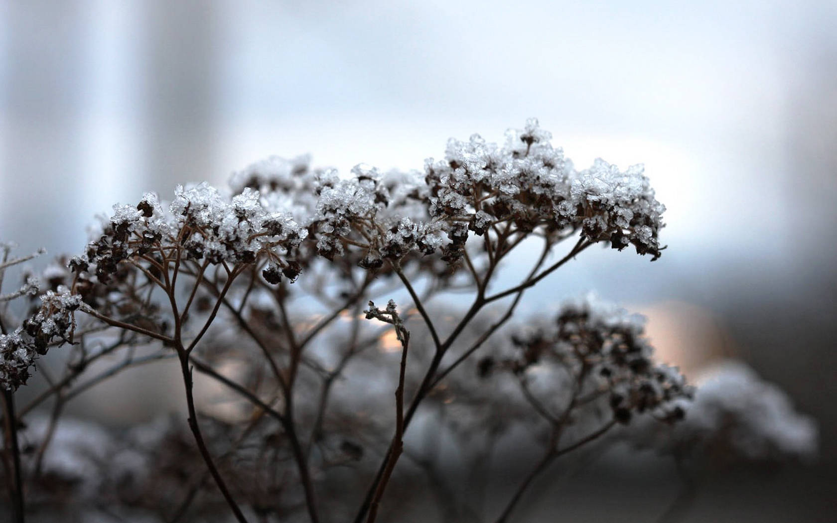 Fresh White Baby’s Breath Plants Wallpaper