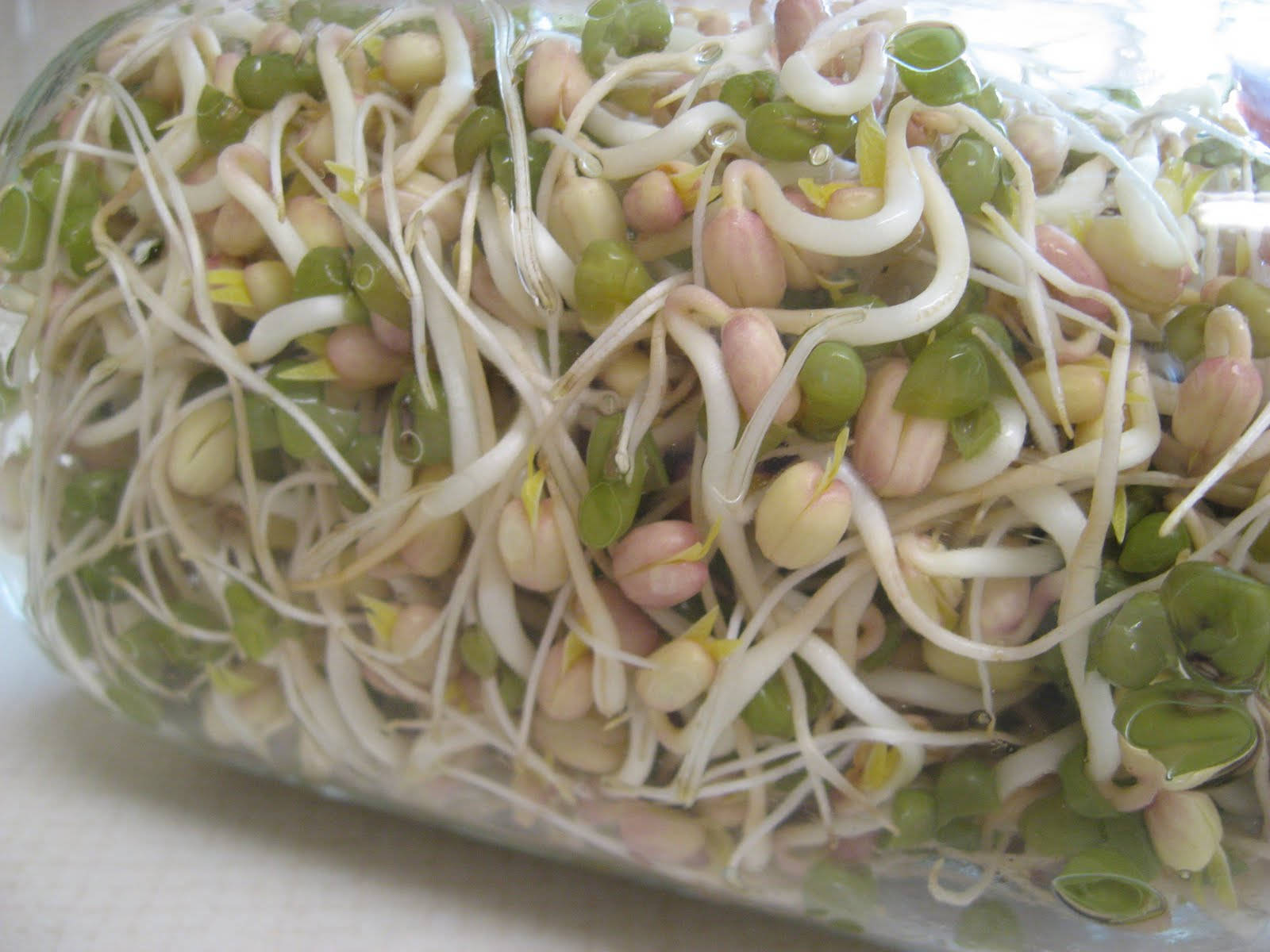 Freshly Washed Mung Bean Sprouts Vegetable Wallpaper