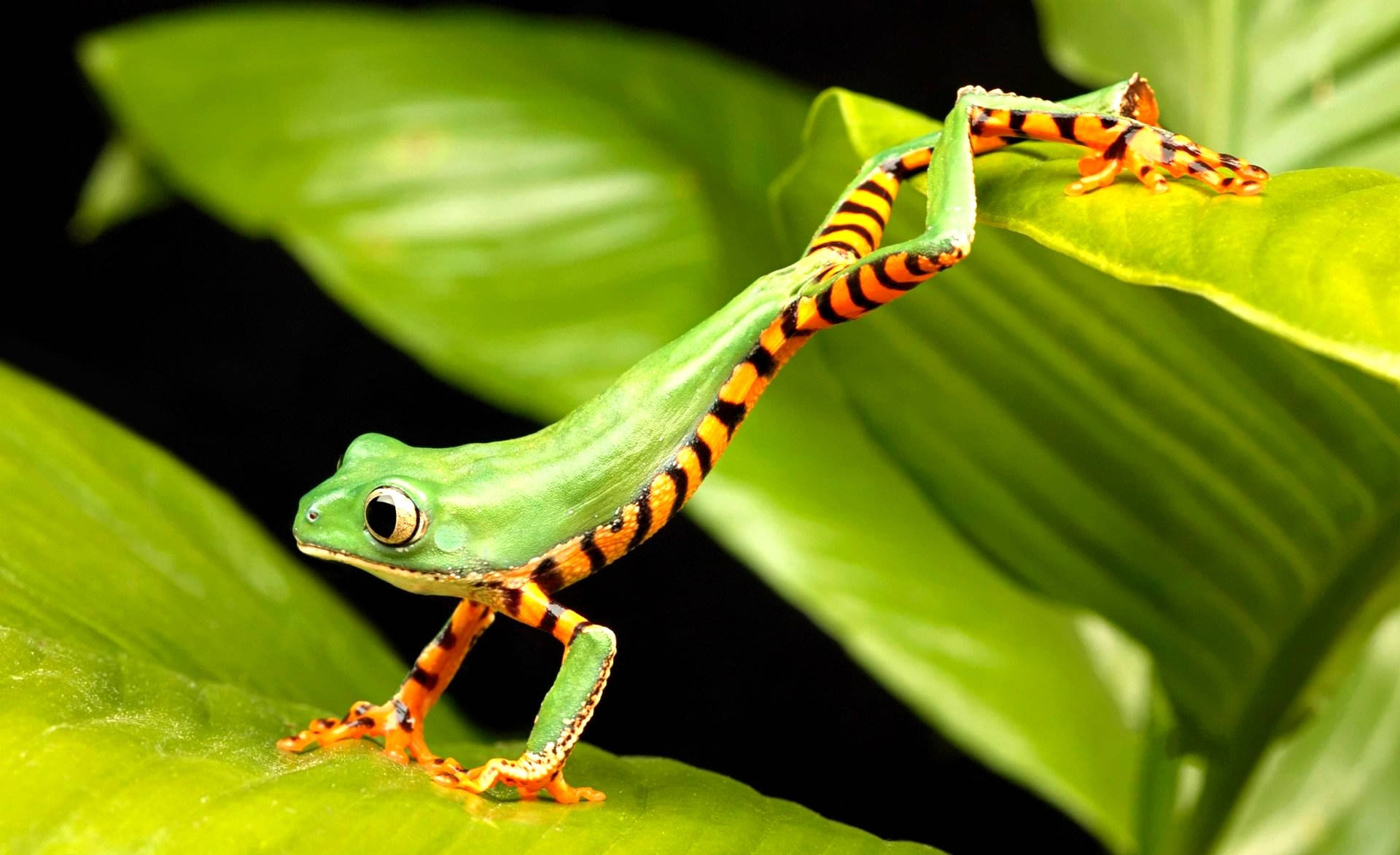 Frog On Leaves Wallpaper