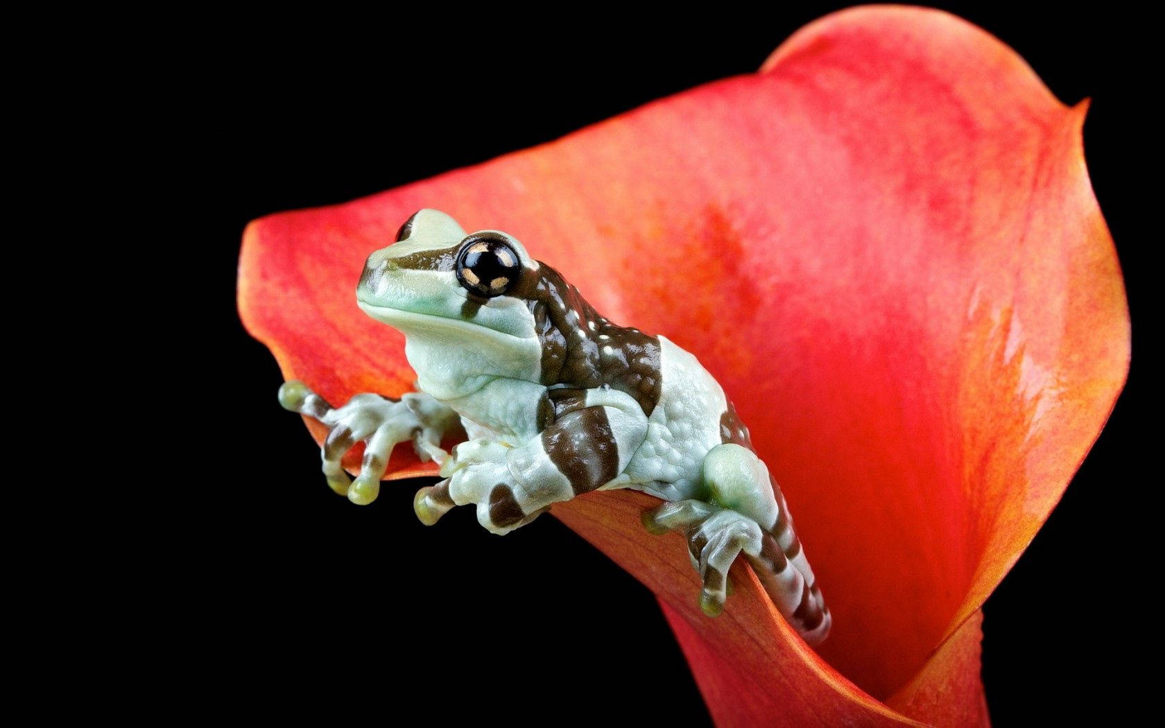 Frog On Red Flower Wallpaper