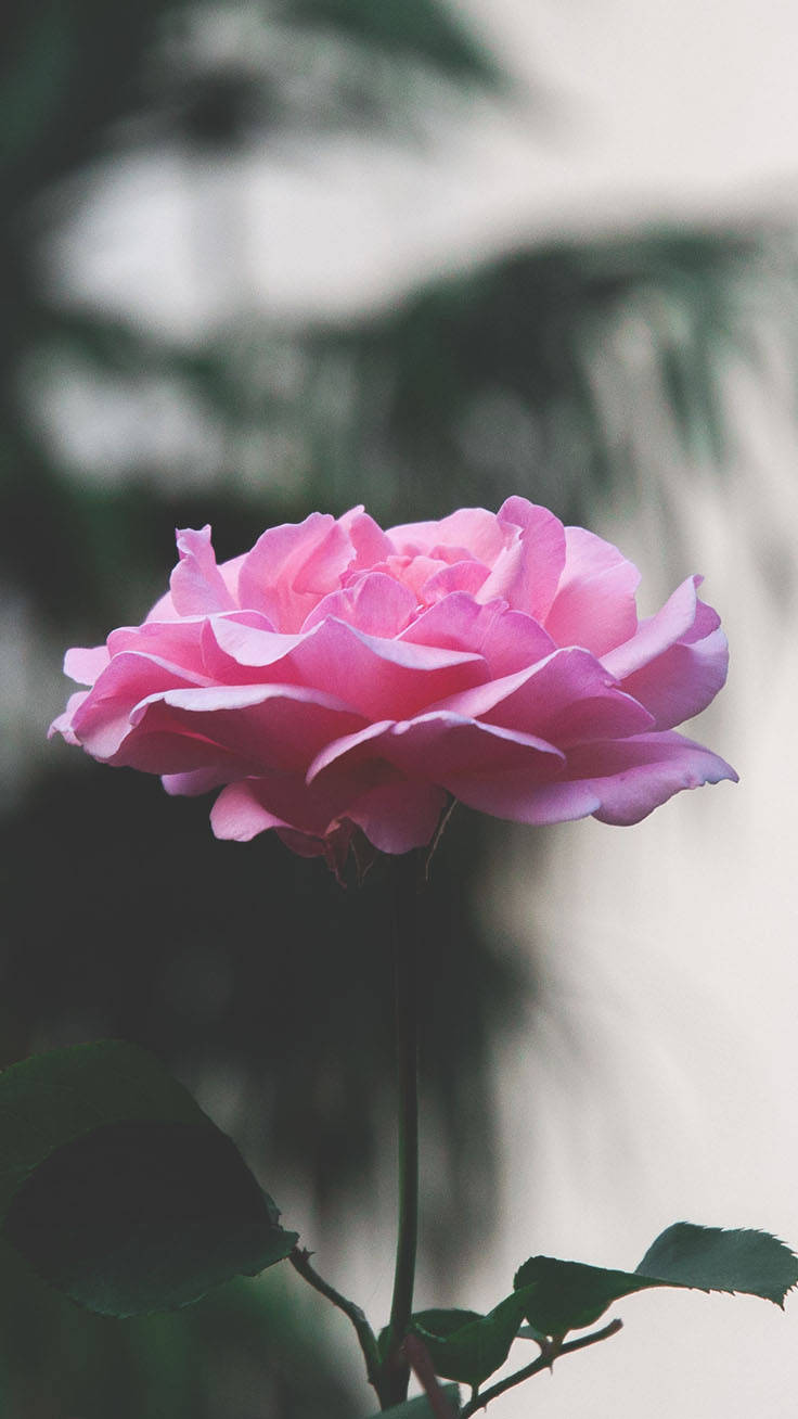 Full Bloom Pink Rose Iphone Wallpaper