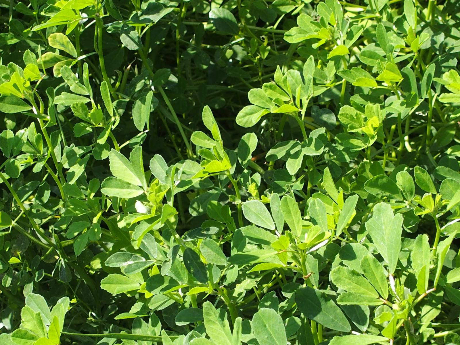 Full Grown Fenugreek Wallpaper