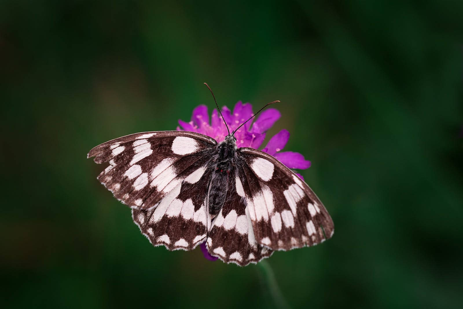 Full Hd Butterfly Open Wings Purple Flower Wallpaper