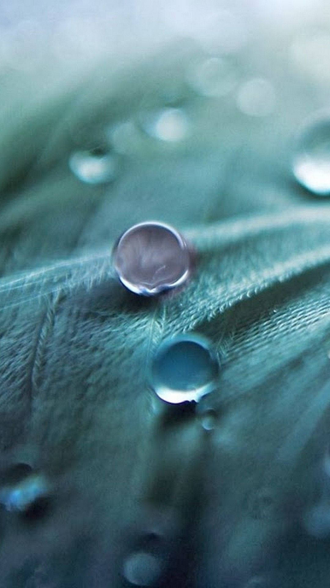 Full Hd Dew Drops On Leaf Android Wallpaper WallpapersOK