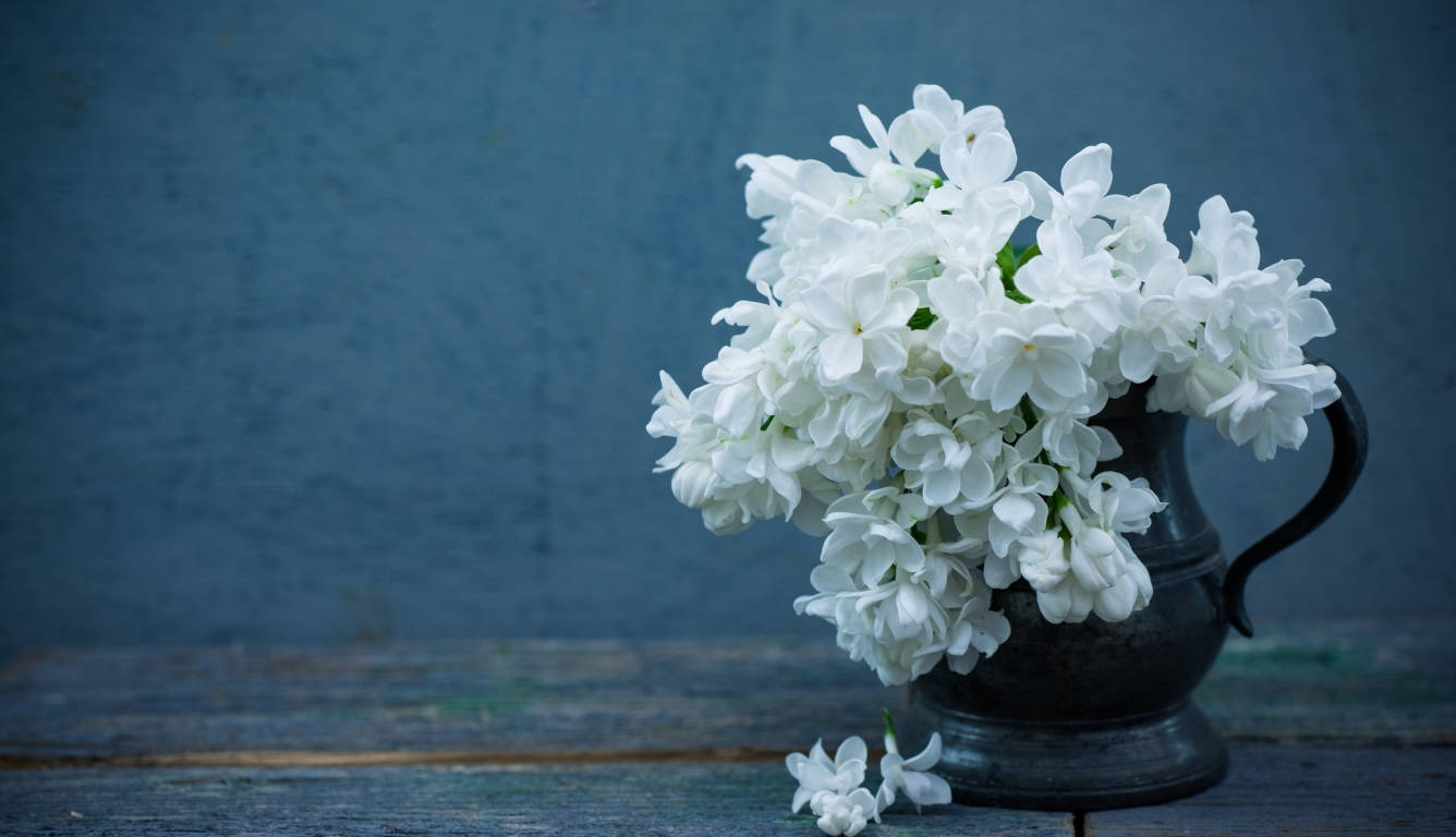 Full Screen 4k Flowers White Lilacs Wallpaper