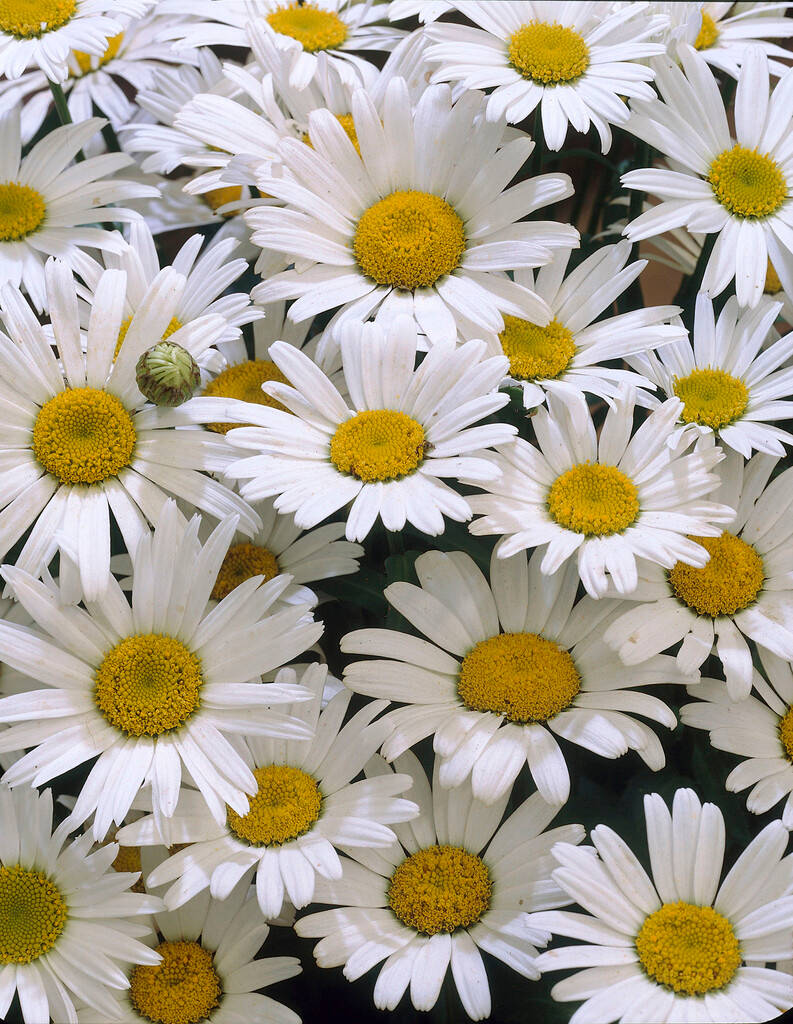 Fully Bloomed White Flower Iphone Wallpaper