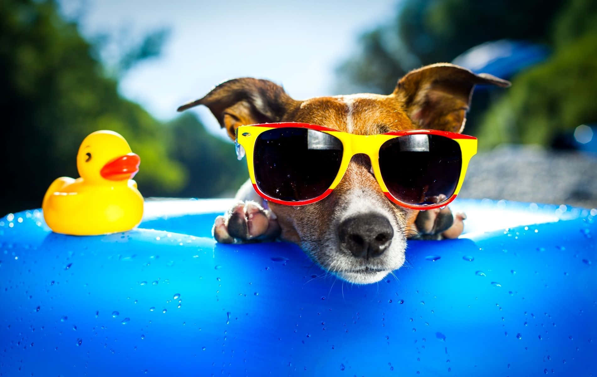 Funny Dog Inside Pool Wallpaper