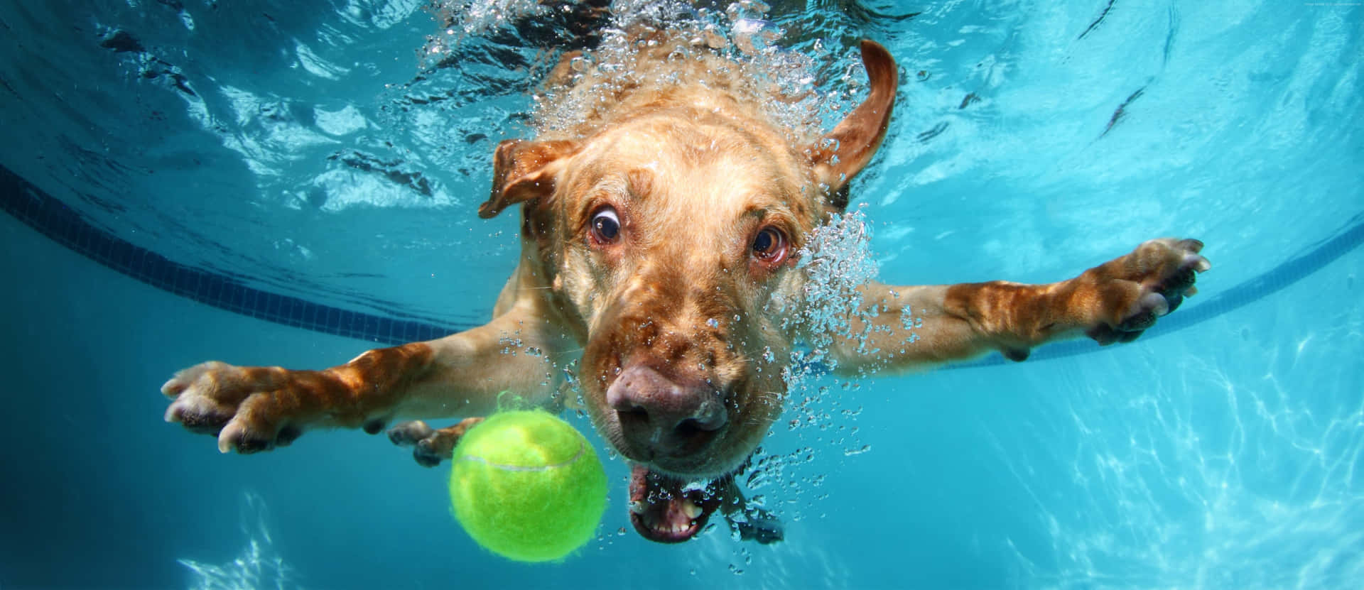 Funny Dog Underwater With Ball Wallpaper