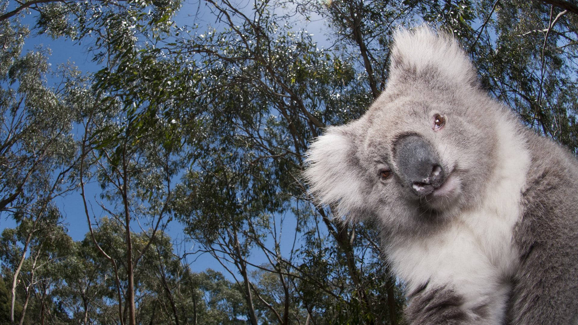 Funny Koala Hanging On A Tree Wallpaper