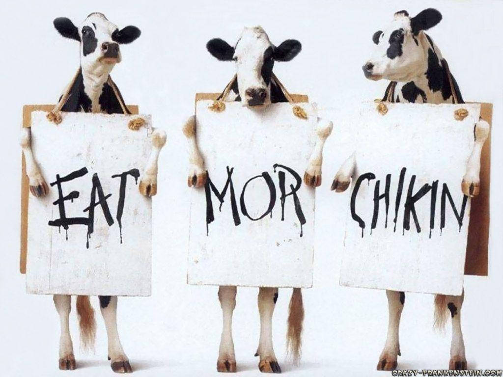 Funny Laptop Chick Fil A Cow Wallpaper