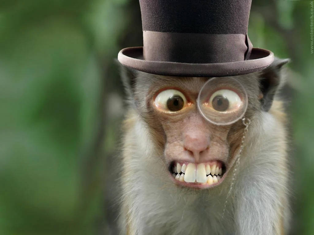 Funny Magician Monkey Wallpaper