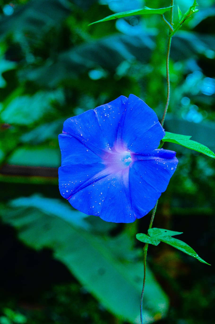 Garden Blooming With Blue Flower Iphone Wallpaper