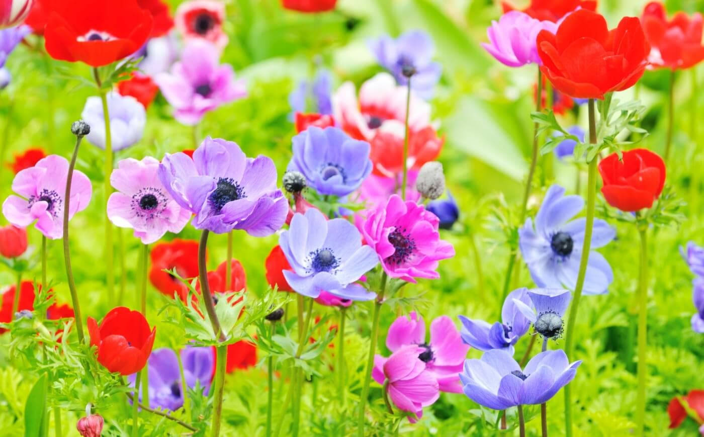 Garden Of Anemone Flowers Wallpaper