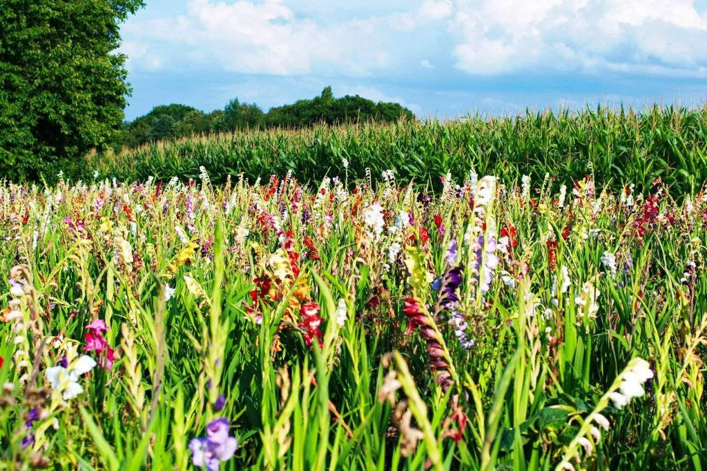 Garden Of Gladiolus Flowers Wallpaper