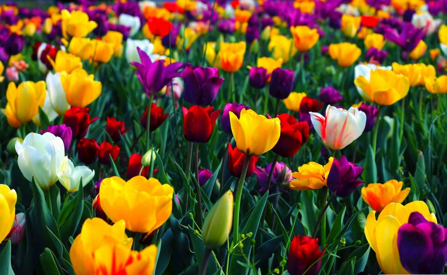 Garden Of Tulip Flowers Laptop Wallpaper